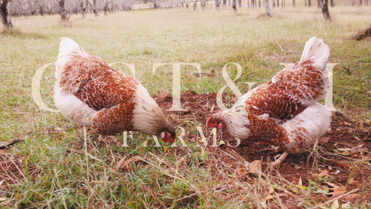 Splash/blue red laced wyandotte