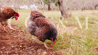 Splash/blue red laced wyandotte