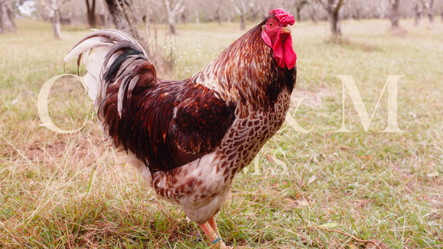 Splash/blue red laced wyandotte