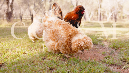 Buff and gold laced bantam polish