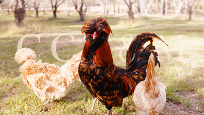 Buff and gold laced bantam polish