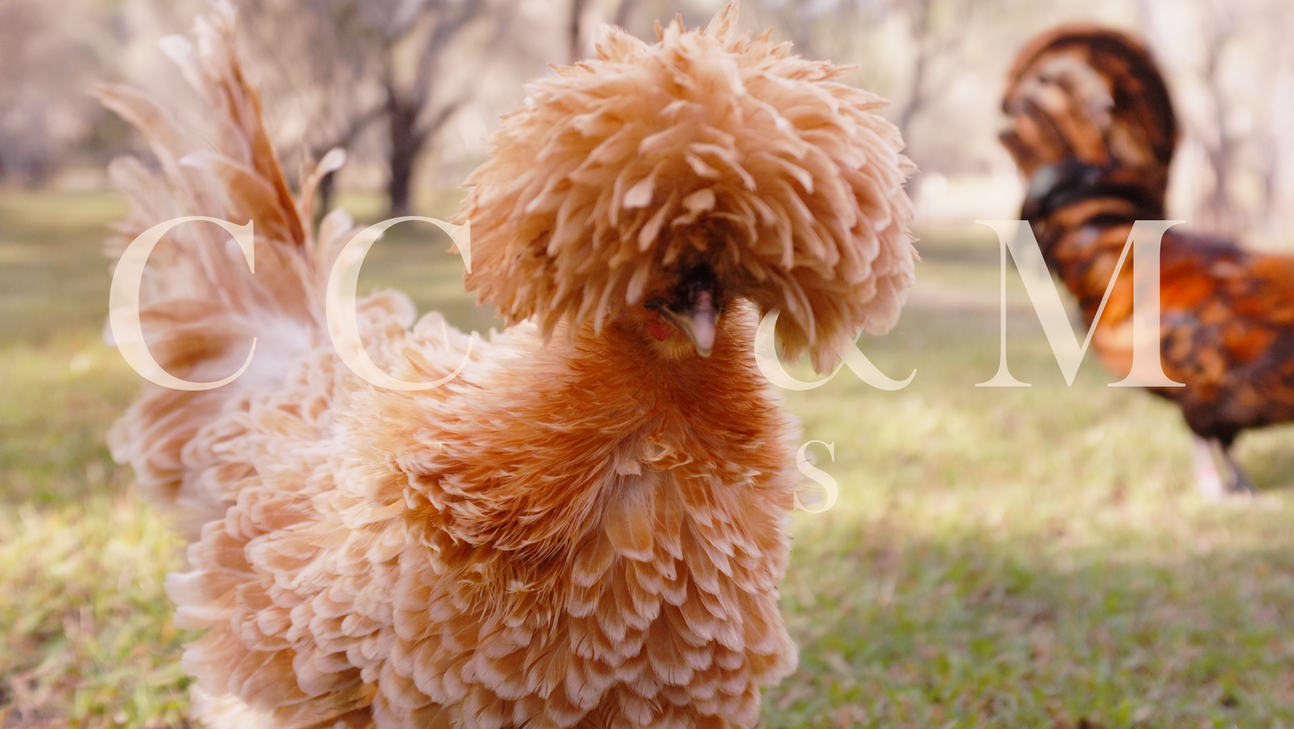 Buff and gold laced bantam polish