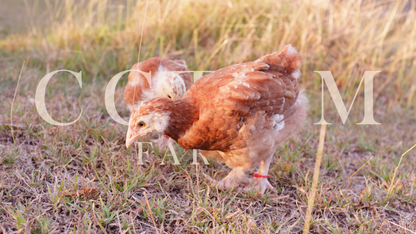 French wheaten marans