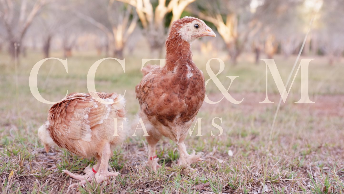 French wheaten marans