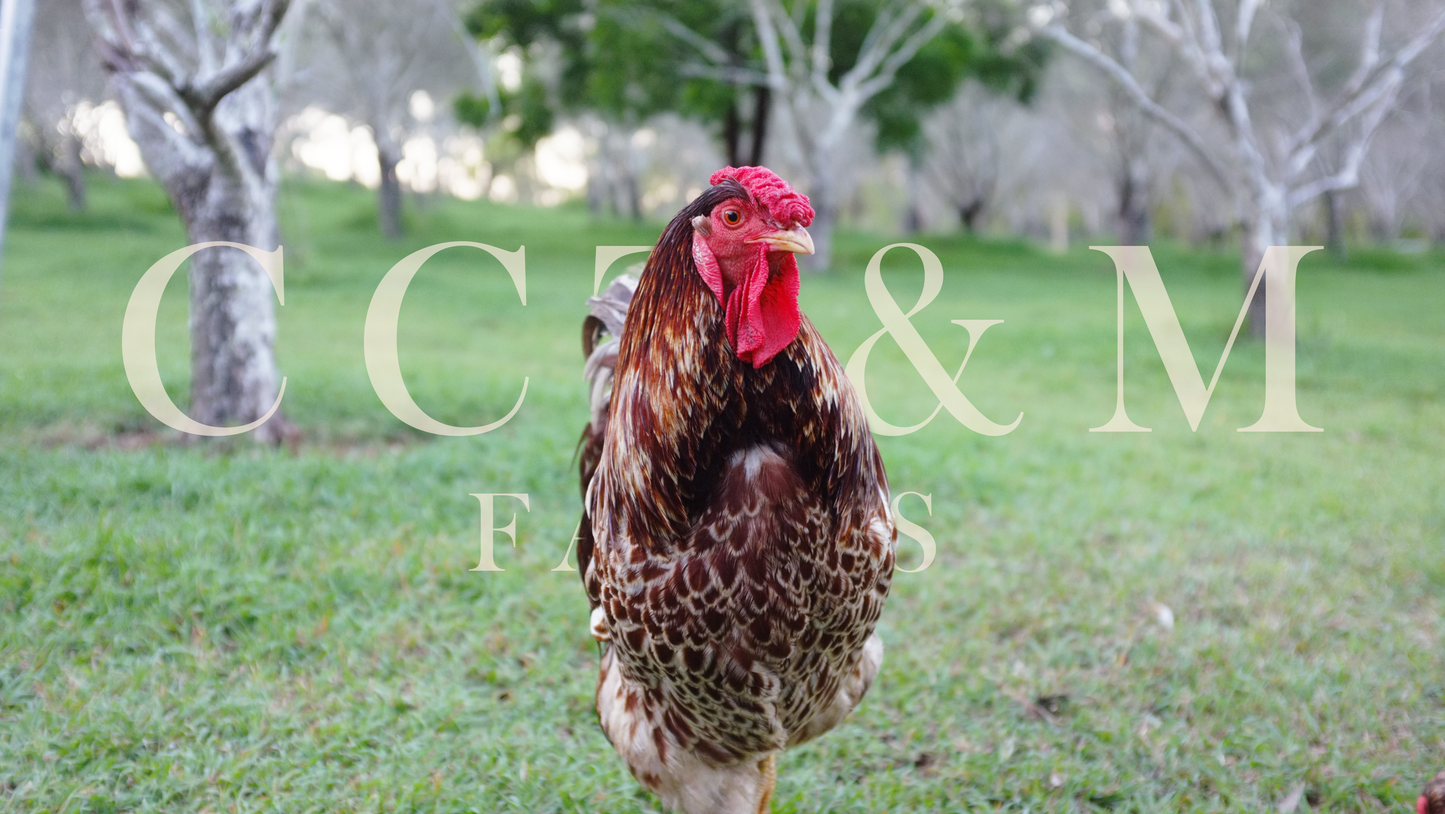 Splash/blue red laced wyandotte