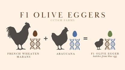 F1 olive eggers